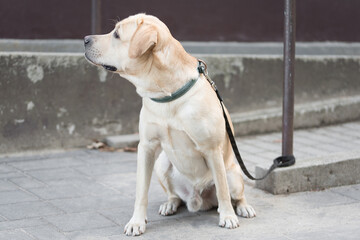 Labrador retriever dog sitting in the street and waiting for his owner