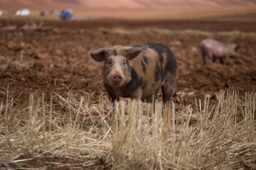 pig in a rural area, Concept of animals.