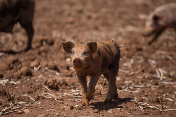 Small pig walking in a rural countryside, Concept of animals.