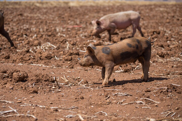 Fototapeta premium Small pig walking in a rural countryside, Concept of animals.