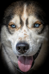 closeup portrait of a husky with blue eyes
