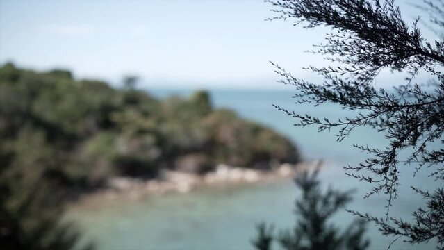 close up of tree branches and beach of abel tasman national park 