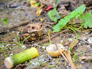 toad in the water