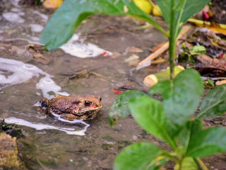 toad in the water