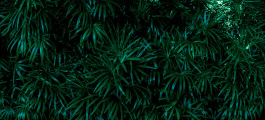 Fototapeta na wymiar Palm leaves and tropical green shadows, abstract nature background, dark tones, panorama 