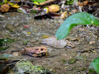 toad in the water