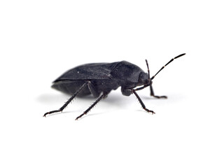 Black bug on a white background. Aellopus atratus     