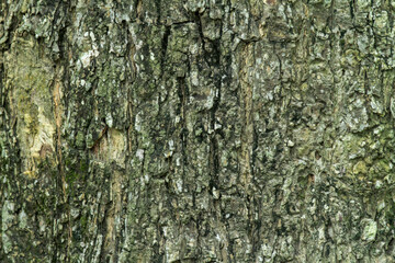 The bark of a tree