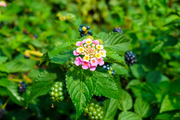 pink, white and yellow lantana flowers and berries close-up