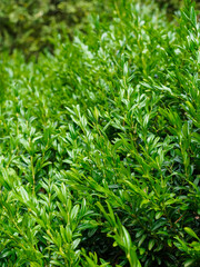 Fototapeta na wymiar leaves of boxwood evergreen angustifolia close-up