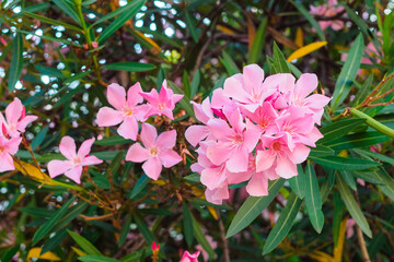 beautiful pink oleander flowers in the park