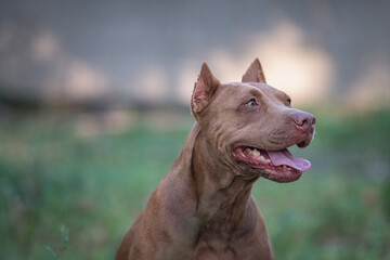Cute purebred american pit bull terrier outdoors in summer.