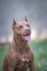 Cute purebred american pit bull terrier outdoors in summer.