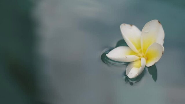 Jasmine flower that floats on the swimming pool