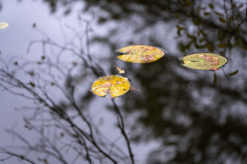 water lily