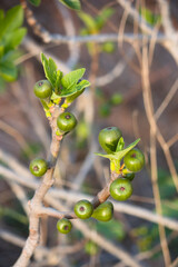 Close-up of a branch with figs on a male fig tree in winter