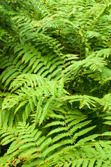 lush green ferns fill image in boreal forest in au sable forks new york in the Adirondack reagion