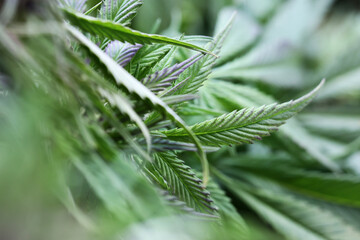 Zielony liściasty krzak marihuana w promieniach słońca. 
