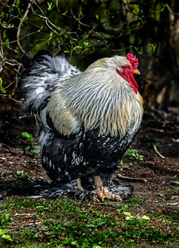 Portrait of nice big rooster walking on the lawn at the farm yard