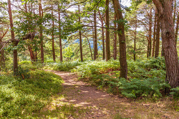 Fototapeta na wymiar A woodland walk in summer through pine woodlands at Webbers Post near Luccombe in Exmoor National Park, Somerset UK