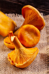 Fresh chanterelle mushrooms gathered in the forest, scattered on a jute napkin on a wooden background