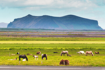 Herd of Icelandic horse with cow grazing grass on pasture on summer in Iceland