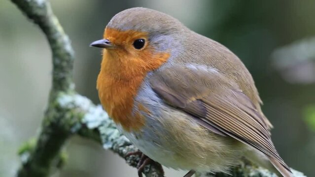 A Robin Redbreast singing and tweeting in the forest. These birds are popular around Christmas time and often found on the front of holiday cards.