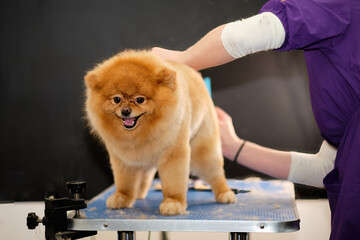 Red-haired pomeranian dog while combing on the grooming table