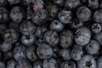 fresh northern highbush blueberry - Vaccinium corymbosum - fruit background, texture