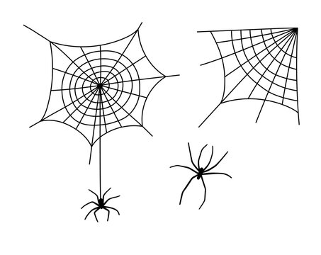 Vector Halloween illustration hand drawn black spiderweb with spiders silhouette isolated on white background