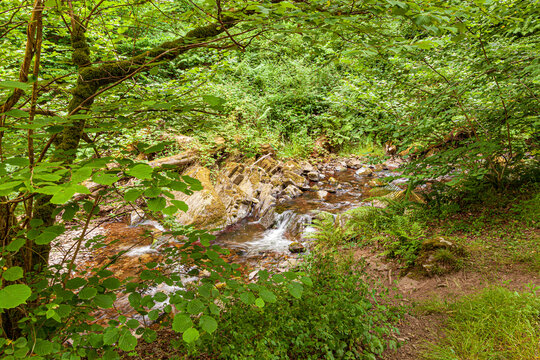 Horner Water flowing through Horner Wood NNR near Stoke Pero in Exmoor National Park, Somerset UK. 