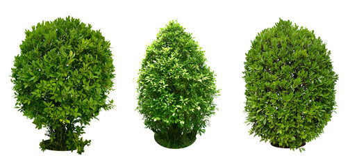 Collection of Tree decorations, garden. bush, shrub
Characteristics of bending to turn into a spiral.
total 3 trees.

