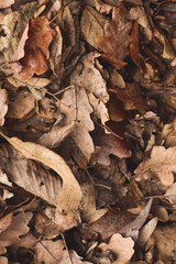 Close up of autumn leaves on the ground. Autumn colors