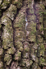 Close up of tree crust with vegetation on it during autumn