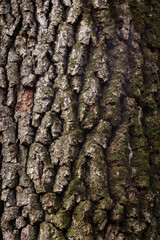 Close up of tree crust with vegetation on it during autumn