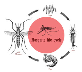 Mosquito life cycle hand drawing engraving style clip art