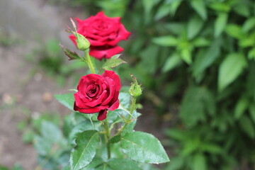 blooming rose in the garden, floral background