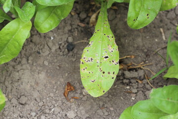 plant leaf damaged by garden pests, diseases of house flowers and plants in the garden