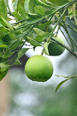 closeup the green ripe grapes fruit with leaves and branch growing in the garden soft focus natural green brown background.