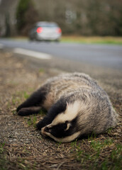 Deer accident a dead badger lies on the side of the road and a car drives by and break lights are visibly selective focus
