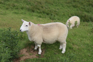 Sheep in a grassy field