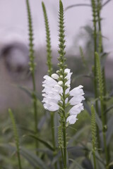 White flowers snapdragon close-up.