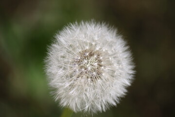 Beautiful dandelion close-up.