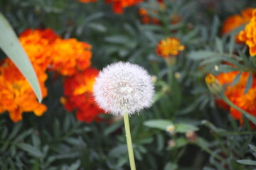 Beautiful dandelion close-up.