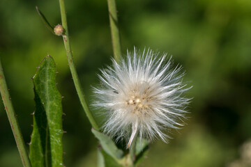 The senecio vulgaris