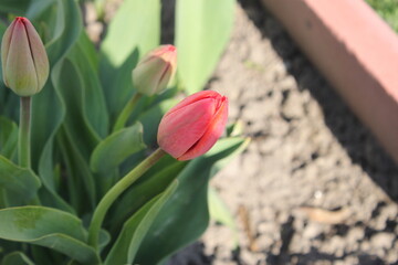 Beautiful unblown tulips in the garden close-up.