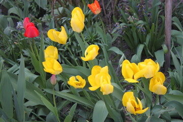 Beautiful yellow blooming tulips in the garden close-up.