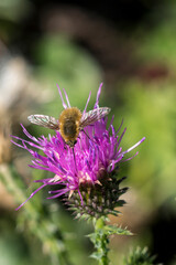 Sand imola (Centaurea arenaria) and (Bombylius major).
