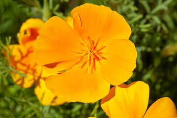 Echollia flowers close-up.