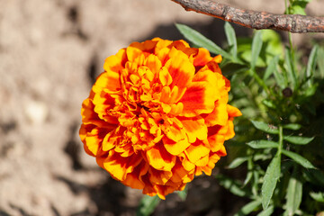 Marigold flower close-up.